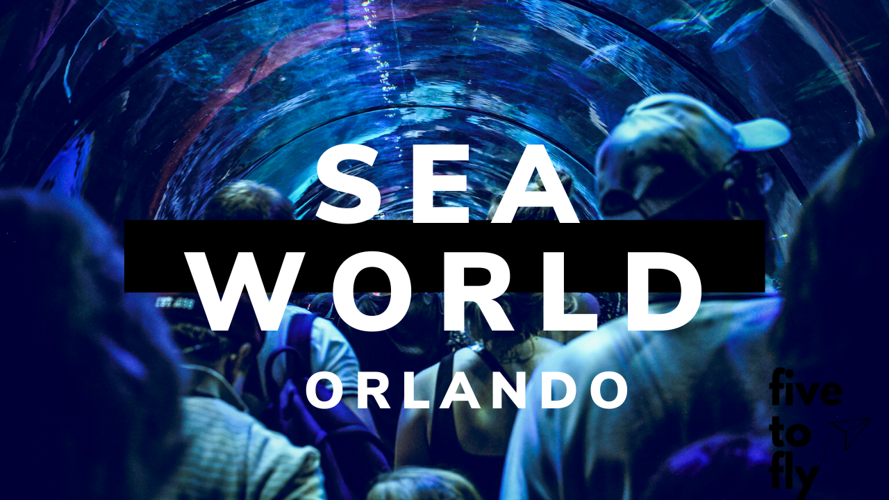Sea World Orlando. Tylko jeden powód, dla którego nie pojechaliśmy do Disneya.