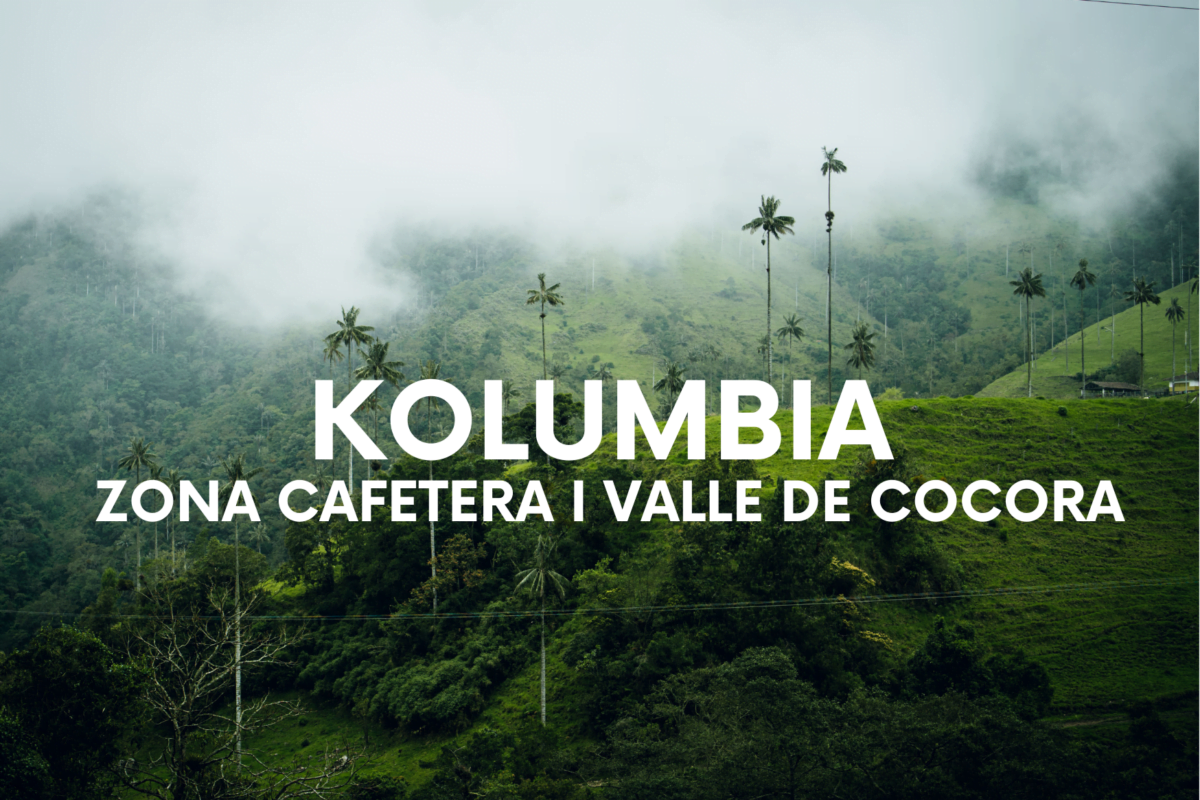 Zona Cafetera i Valle de Cocora. Zwiedzanie na luzie.