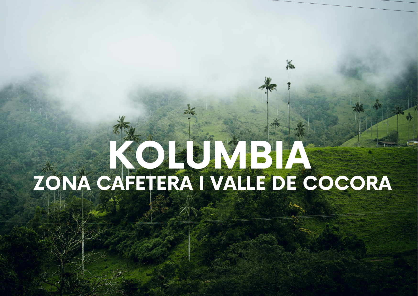 Zona Cafetera i Valle de Cocora. Zwiedzanie na luzie.