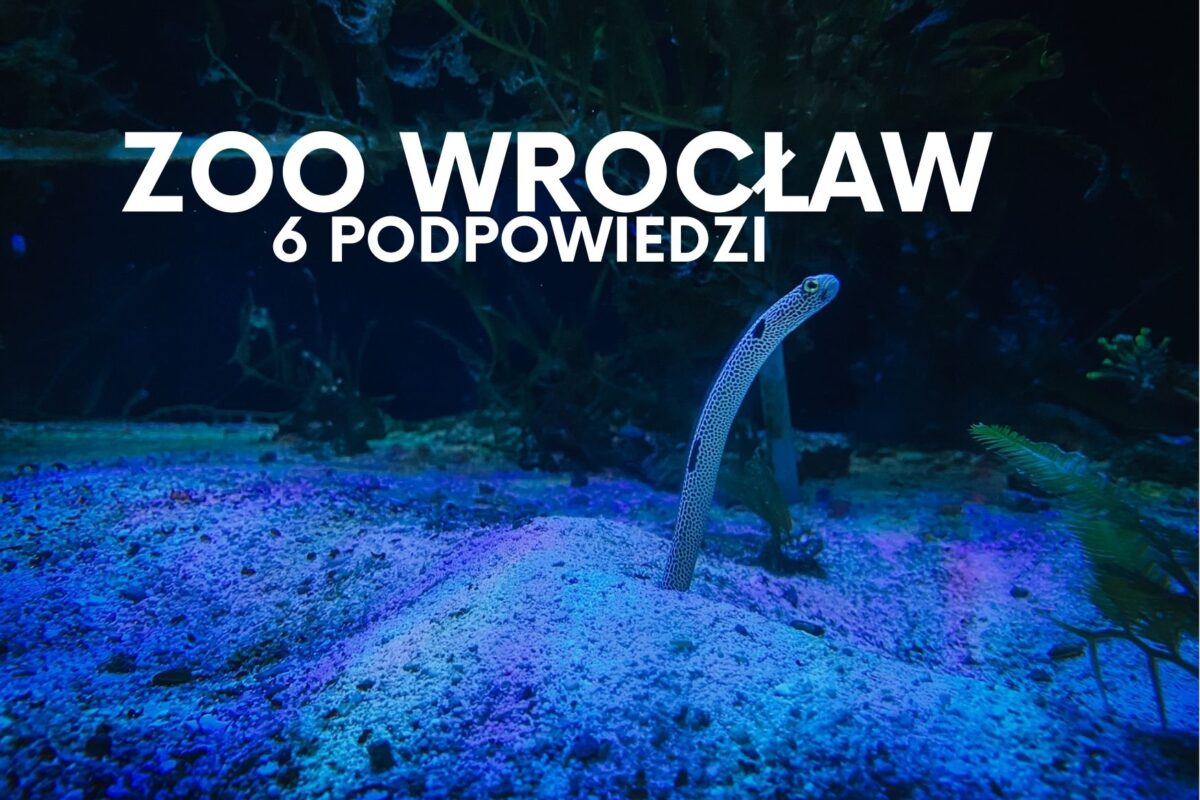 Zoo Wrocław- jak zwiedzać? 6 podpowiedzi na sprytne ogarnięcie zoo we Wrocławiu