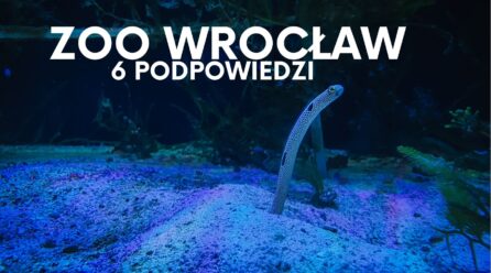 Zoo Wrocław- jak zwiedzać? 6 podpowiedzi na sprytne ogarnięcie zoo we Wrocławiu